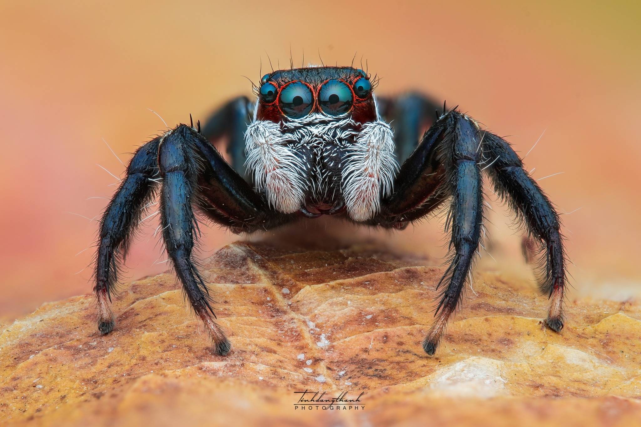 Ống kính Laowa 90mm f/2.8 2x Ultra Macro APO